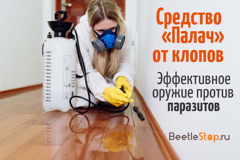 Bedbug Treatment