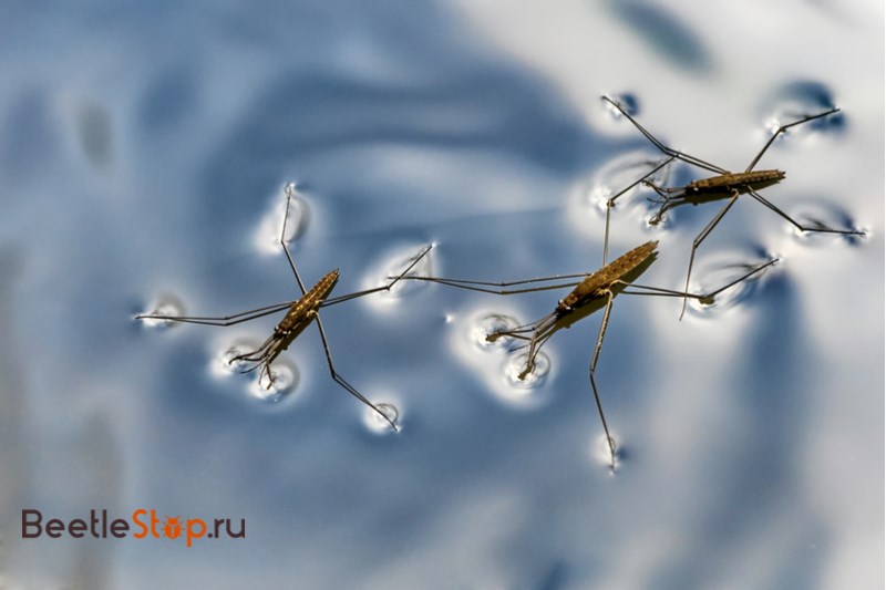 Water strider