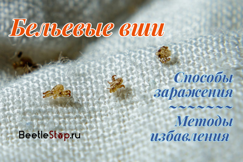 Linen louse