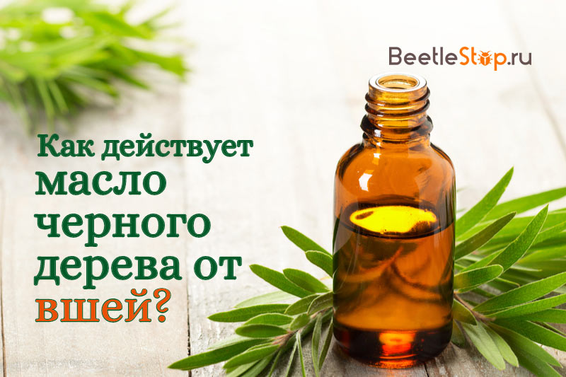 Tea Tree Oil for Lice