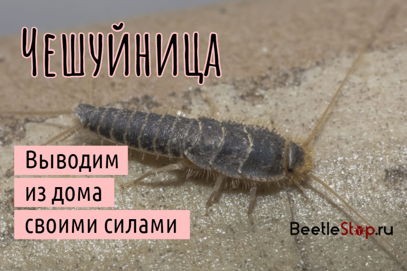 Silverfish