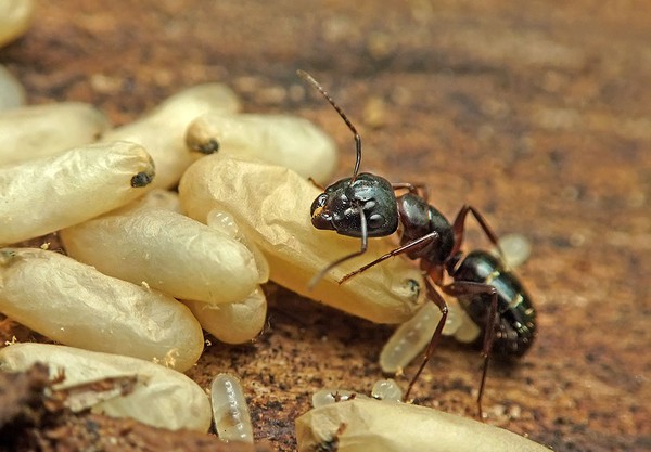 Insect on closer inspection