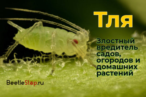 Rệp - đặc điểm và sự thật thú vị