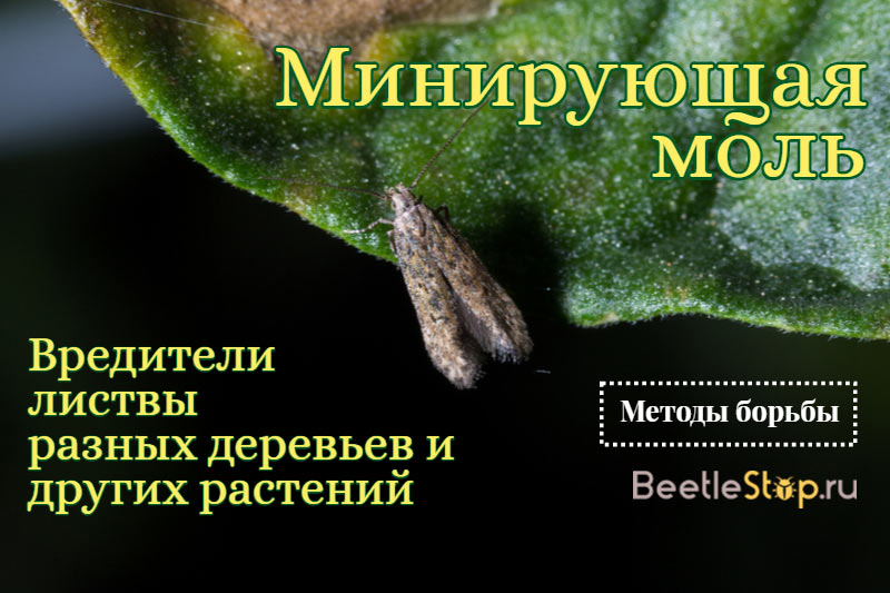 mining moth