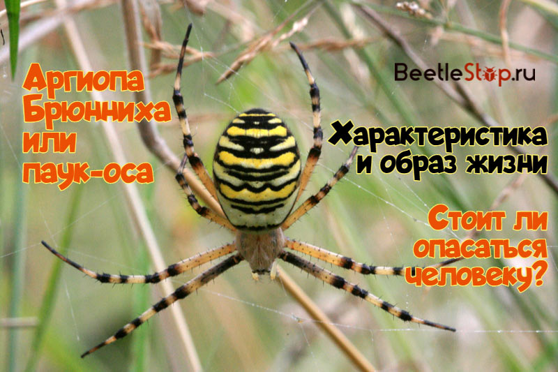 Argiope Brunnich