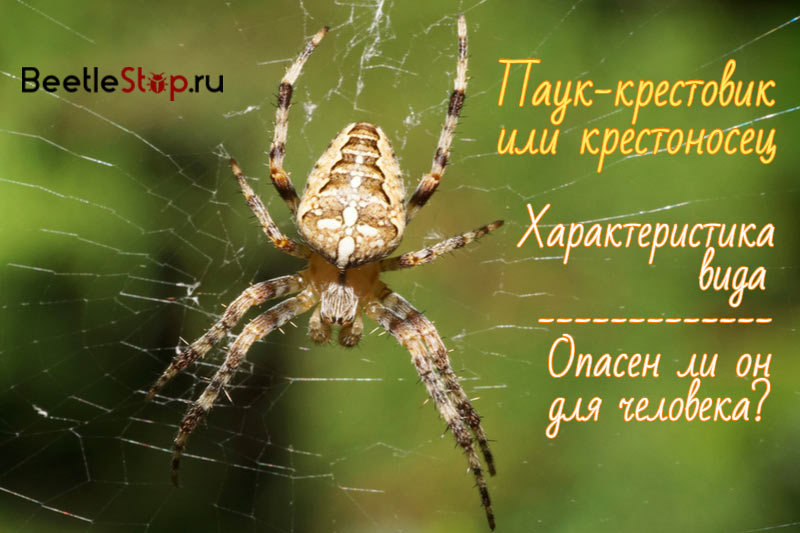 Cross spider