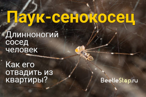 Haymaker spider: photo, description et méthodes de lutte