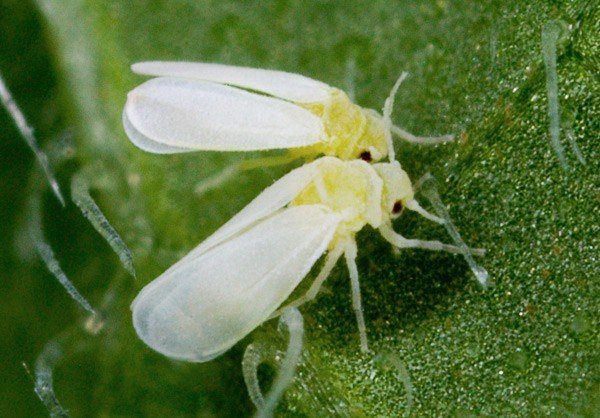 Whiteflies