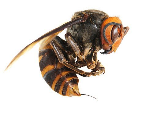 Huge hornet