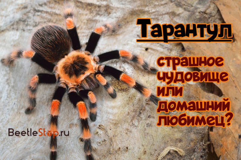 tarantula