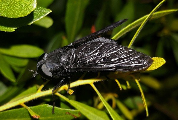 Large horsefly