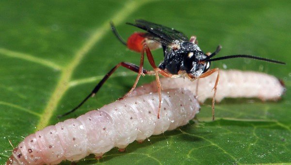 Wasp straddled a caterpillar