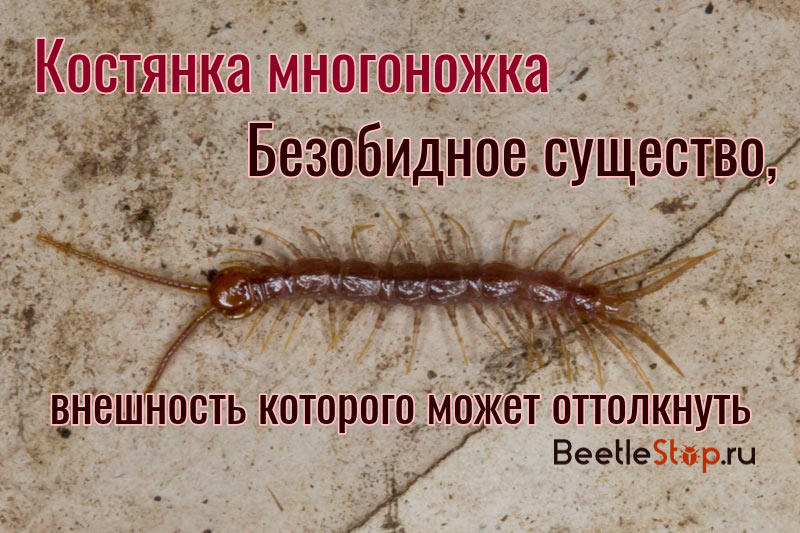 Drupe Millipede