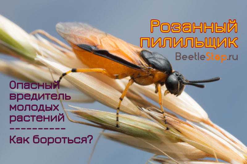 Rose sawfly