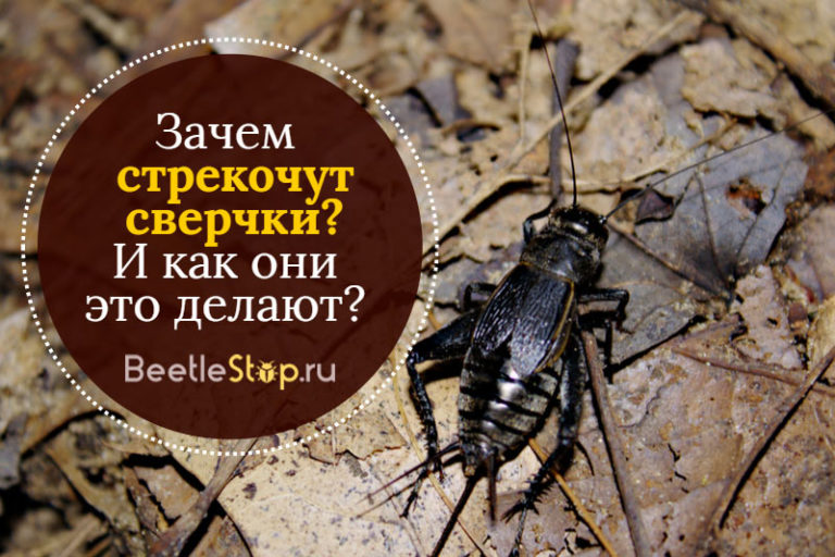 Ang tunog ng isang kuliglig: paano at bakit ang isang insekto ng isang ...