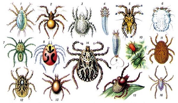 Ticks