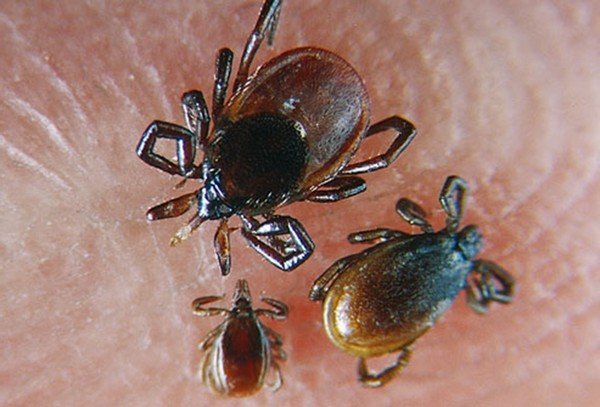 Ticks close up