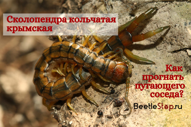 Scolopendra ringed Crimean