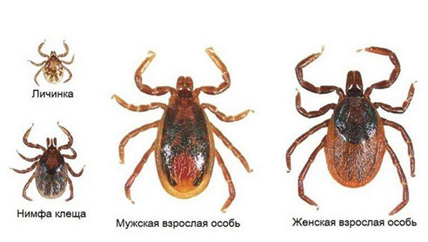 Tick ​​developmental stages