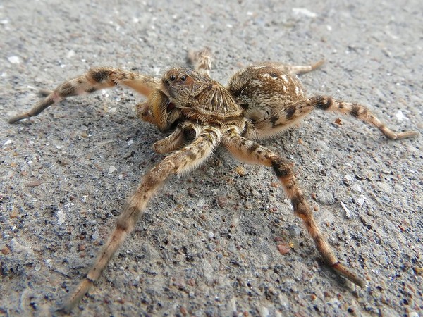 South Russian Tarantula