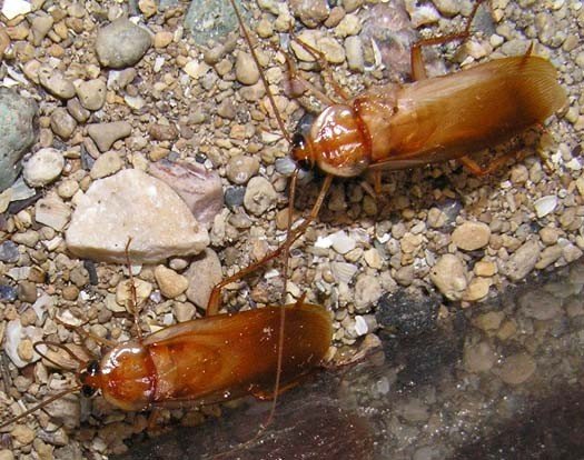 Turkmen cockroach