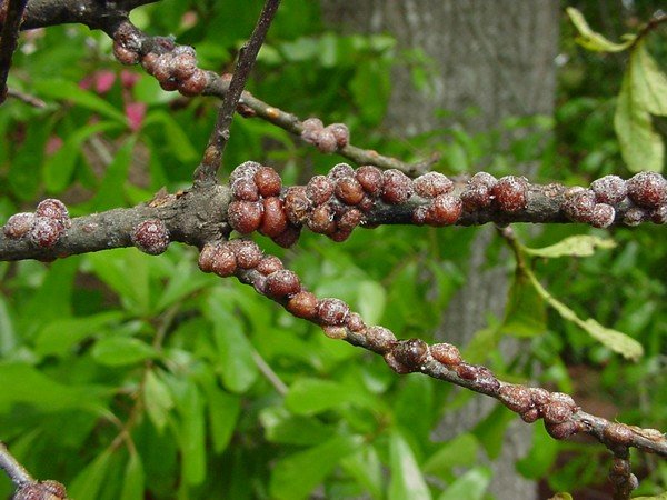 Acacia false shield