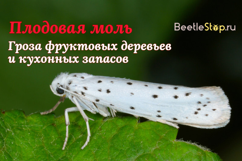 Fruit moth