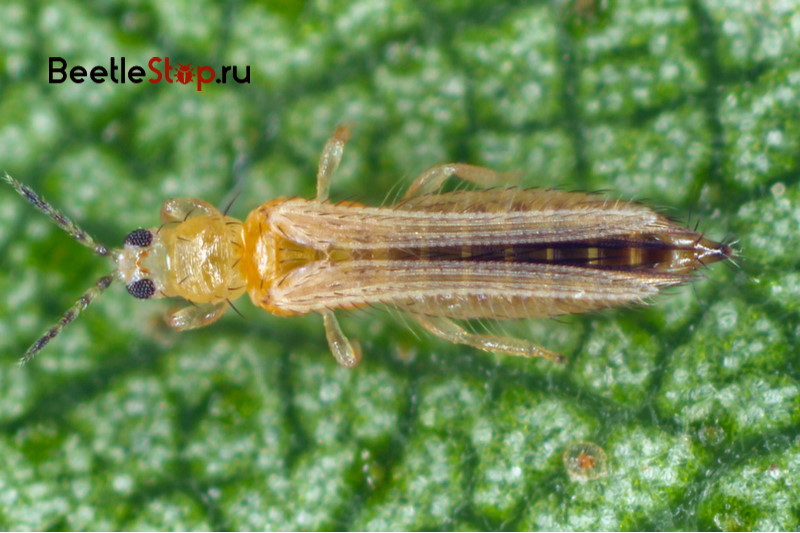 tobacco thrips