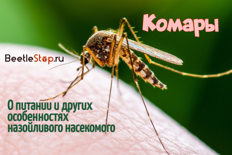 Mosquito