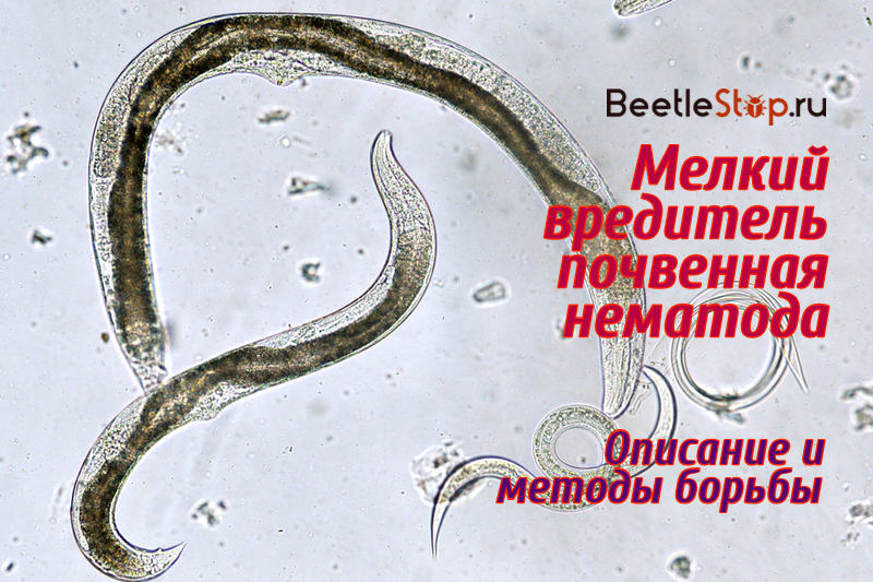 Nematode under the microscope