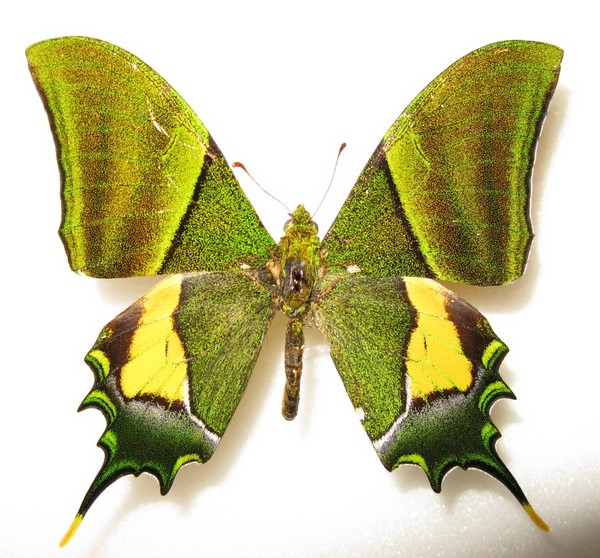 Green large butterfly Theinopalpus