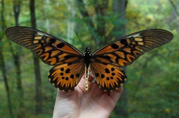 Giant butterfly