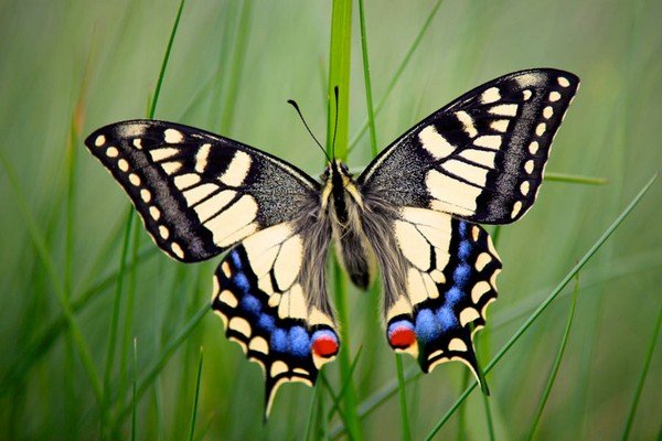 Papiliomachaon or Swallowtail Swallowtail