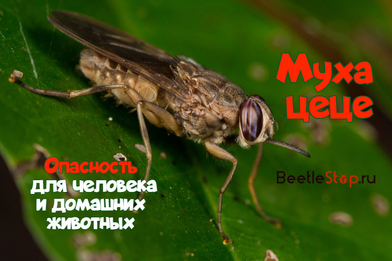 Tsetse fly