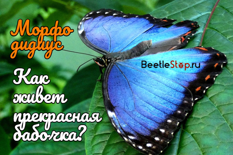 Morpho didius