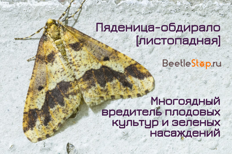 Moth