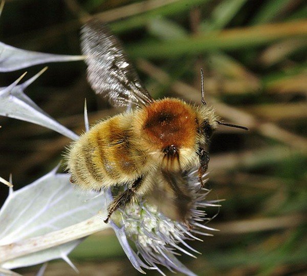 Bumblebee at work