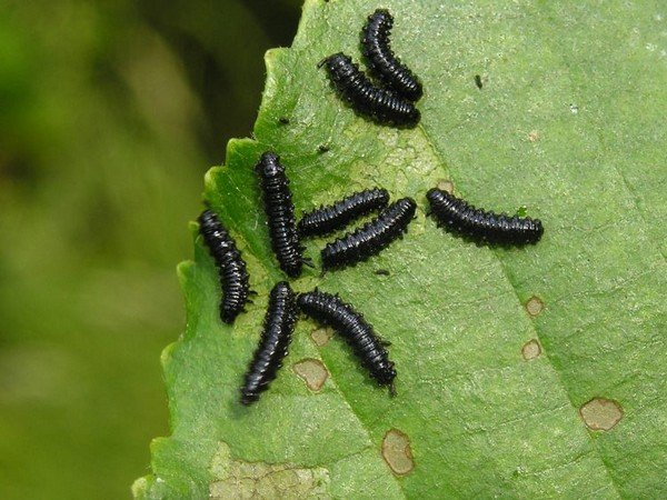 Larvae feed on foliage