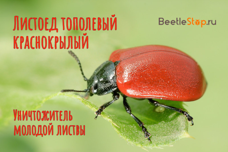 Poplar leaf beetle