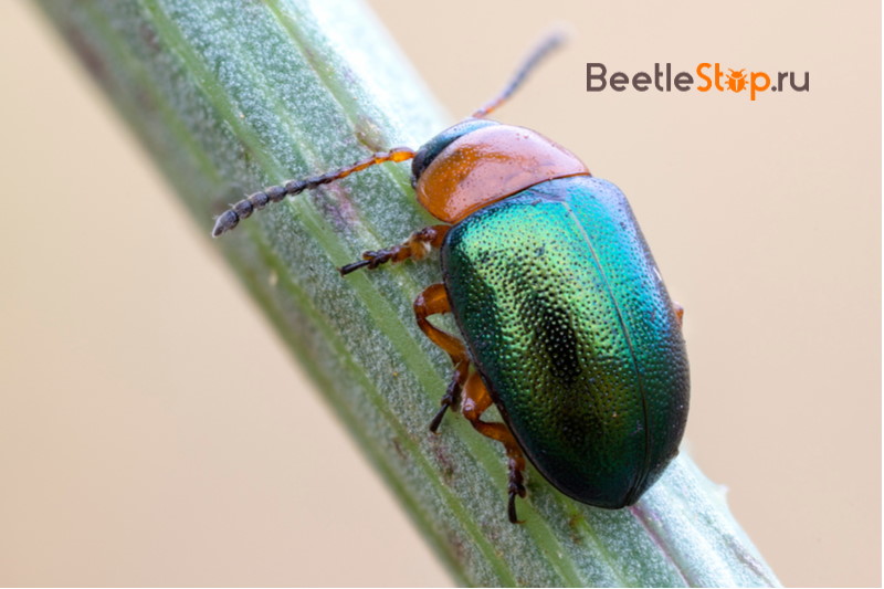 buckwheat leaf beetle