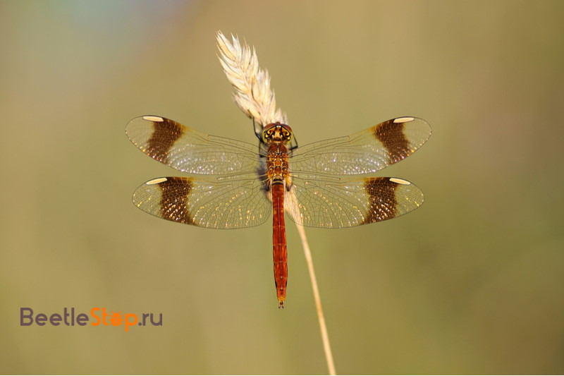 dragonfly bandaged