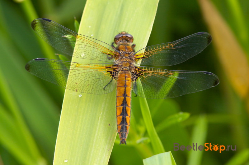 red dragonfly