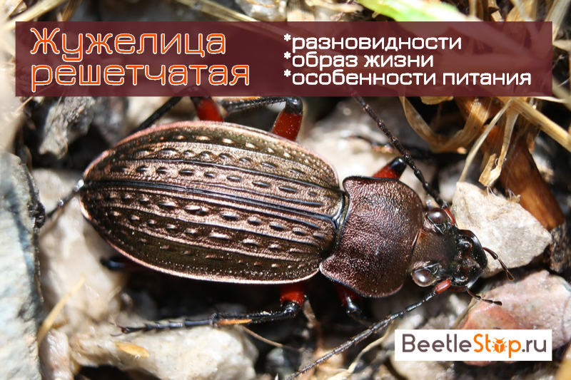 Ground beetle