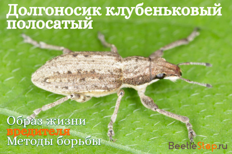 Weevil nodule striped