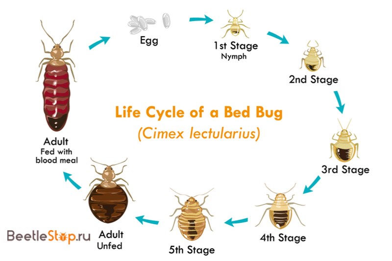 bed development cycle