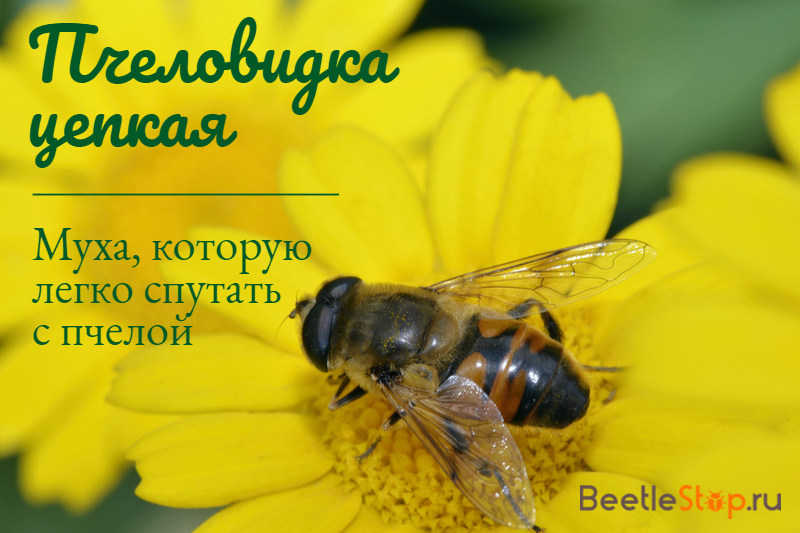 Tenacious bee